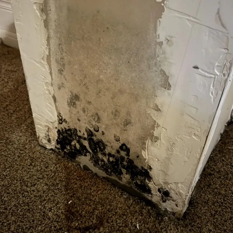 Professional Mold Removal in Las Cruces, NM